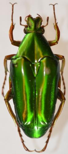 Réf. 270 079 : Chalcothea neglecta